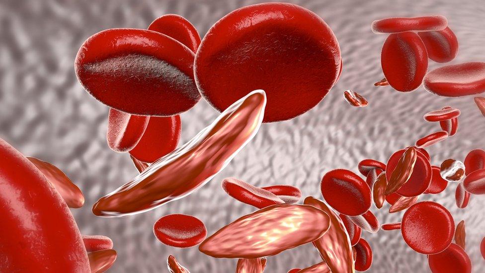 red blood cells