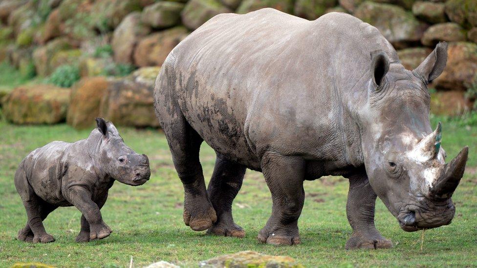 Rhino calf