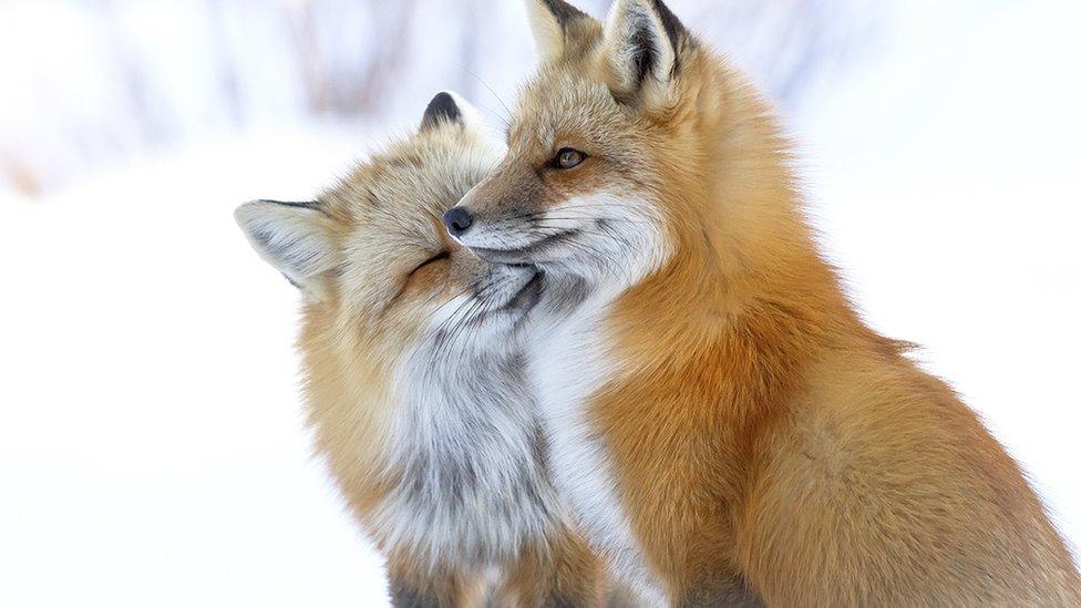 Two red foxes snuggling