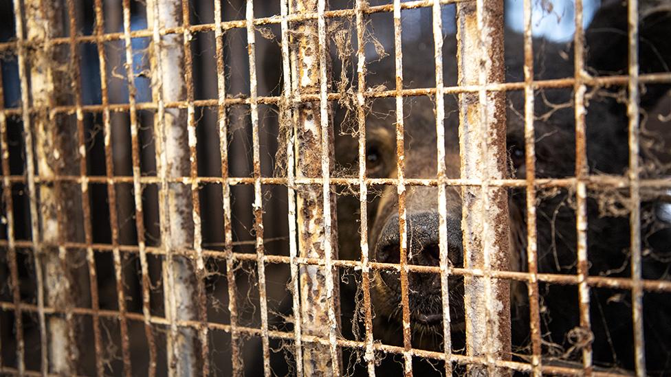 A bear seen behind an enclosure at a Quebec zoo