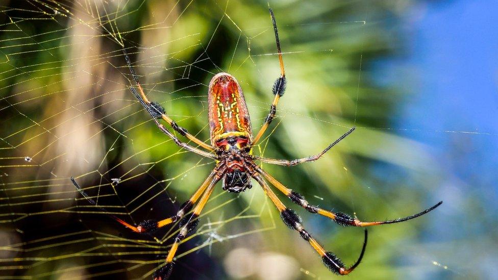 Golden Orb-Web Spider