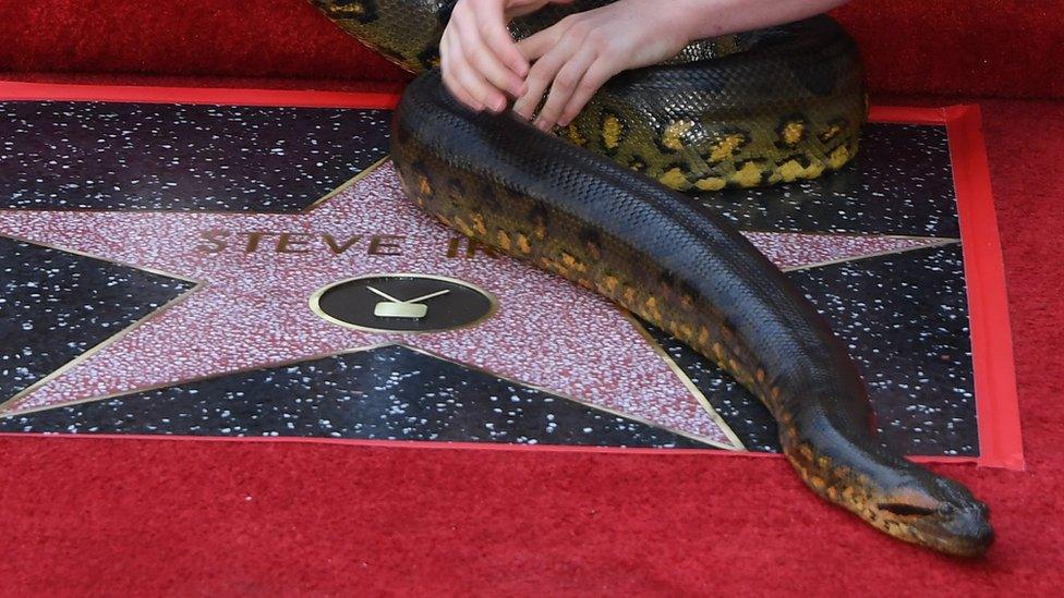 Snake on the Hollywood Walk of Fame