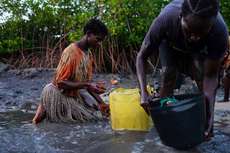 Oyster collectors work on the floor of a mangrove forest