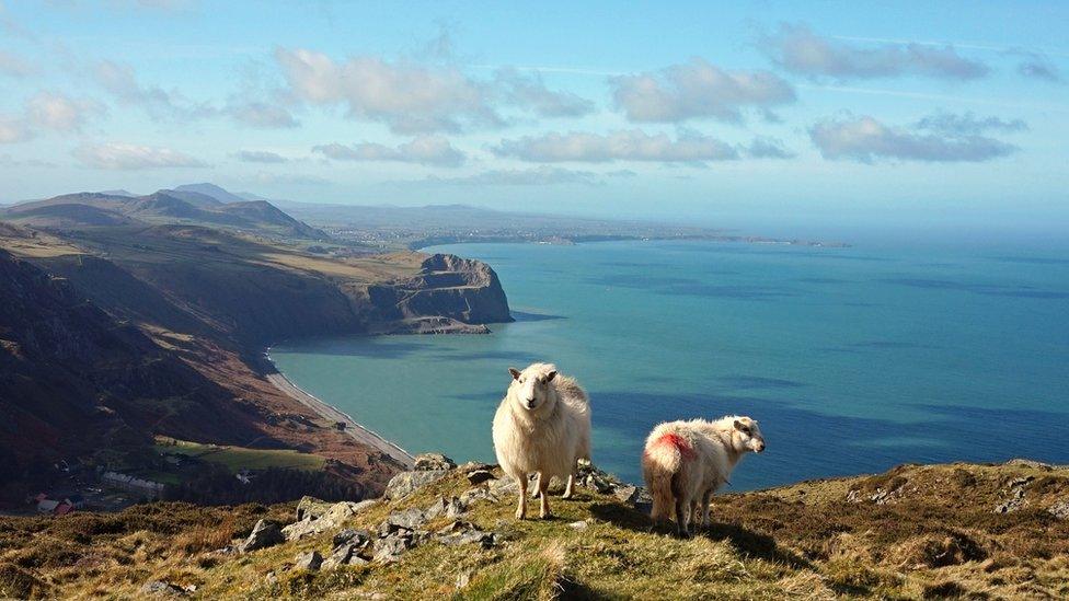 Sheep on Yr Eifl overlooking the Llyn Peninsula by Anna Hamblett