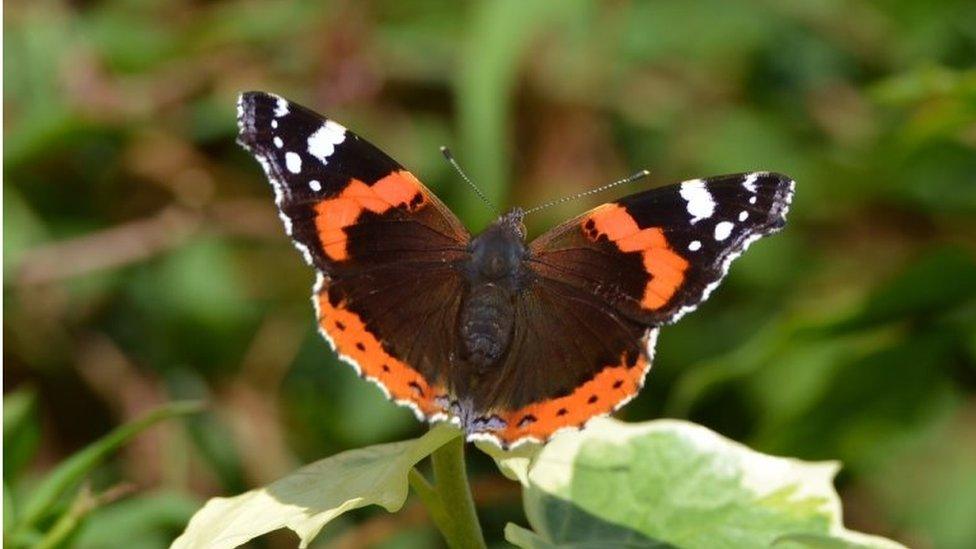 Red admiral