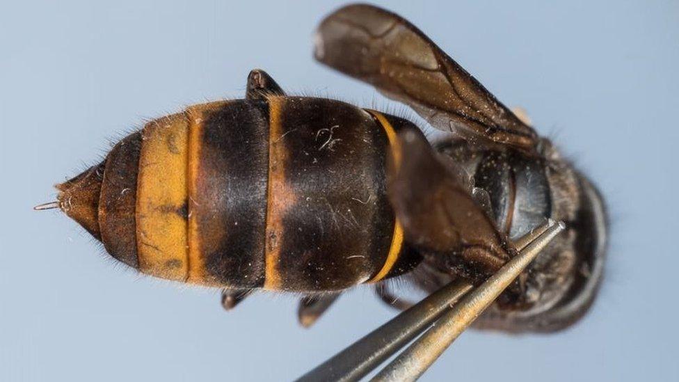 Asian hornet