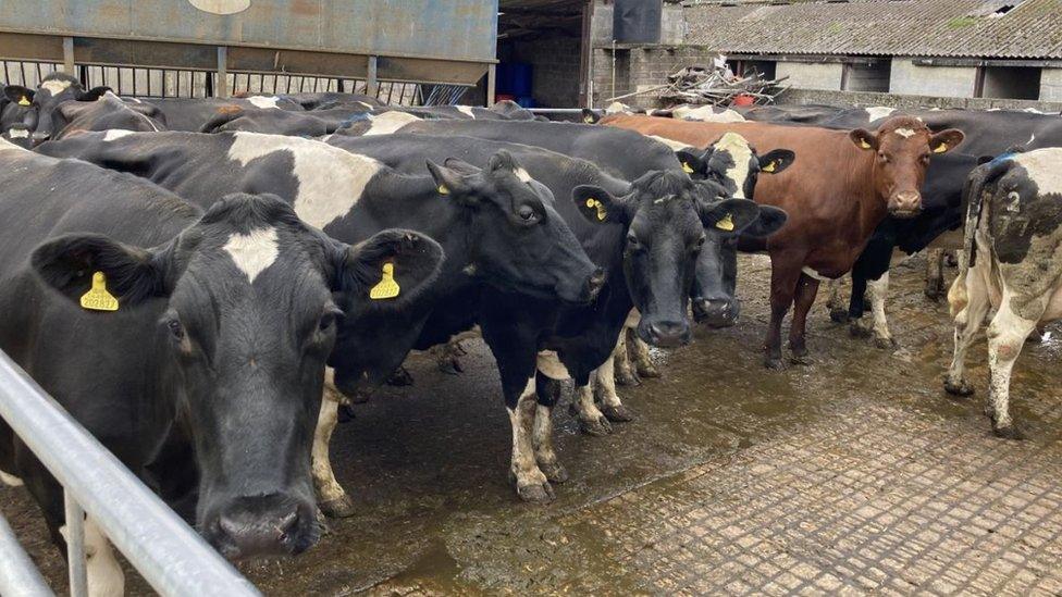 A group of black and white cows in a farm yard