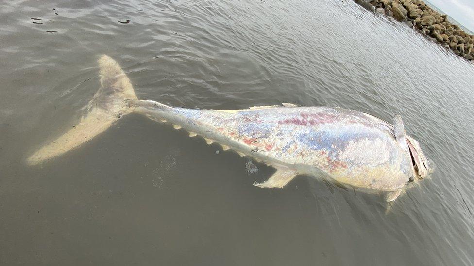 Dead bluefin tuna