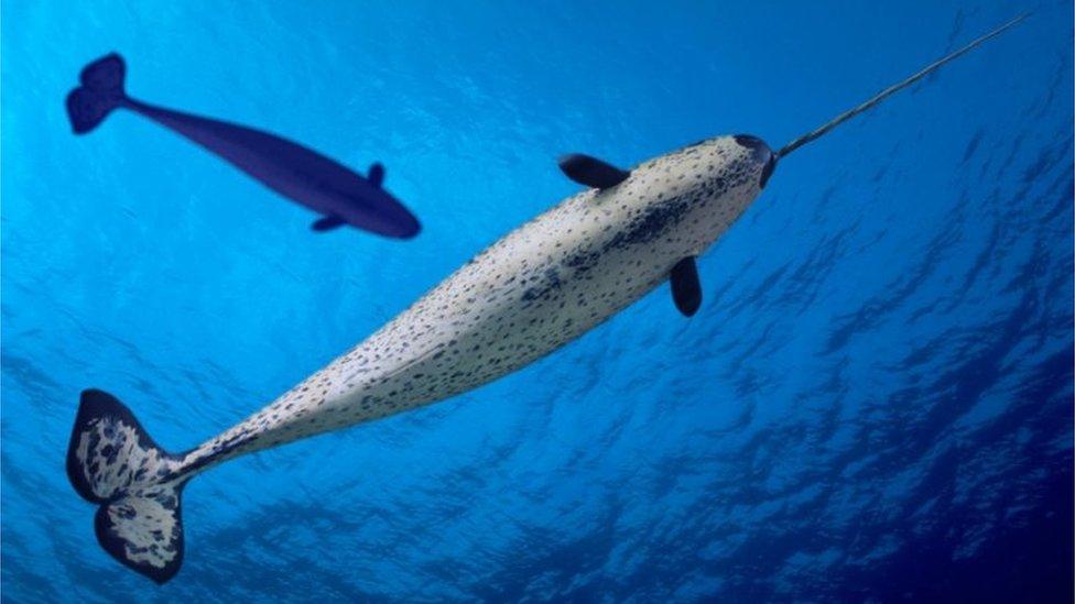 narwhals.