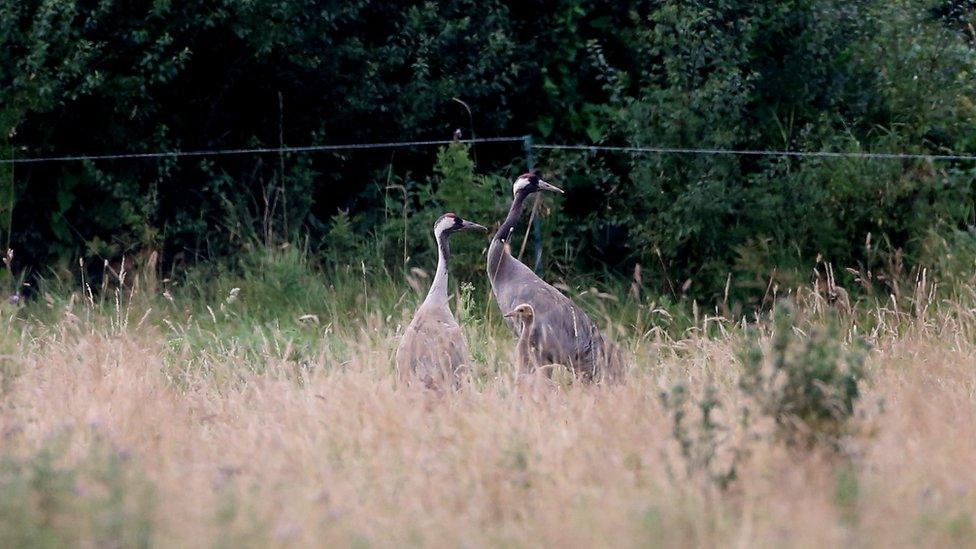 Swampy and her mate with their chick