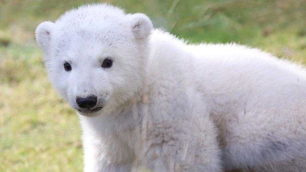 Polar bear cub Brodie