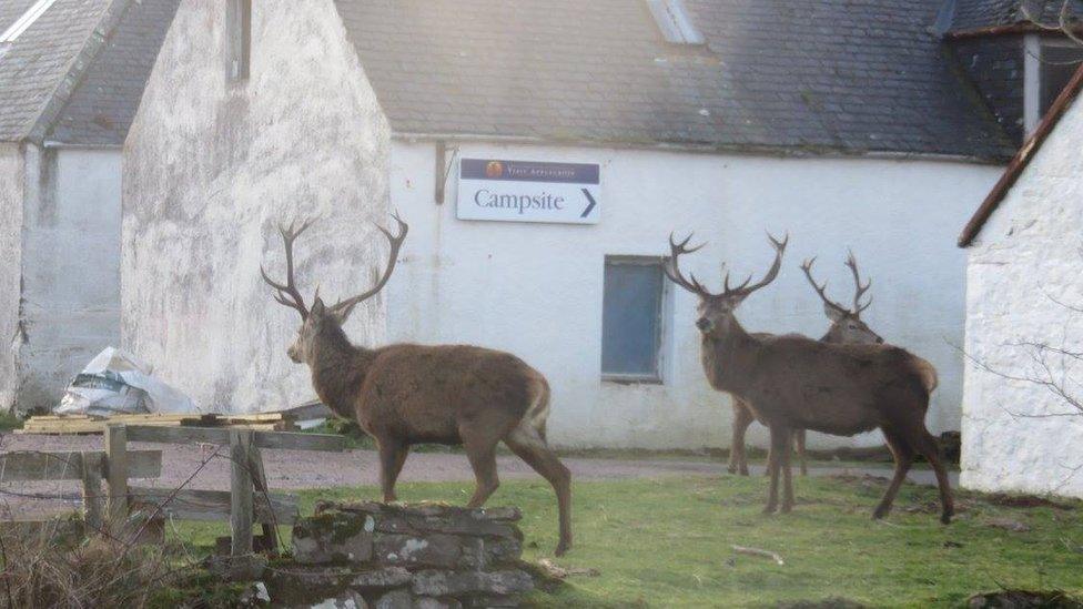 Stags in Applecross