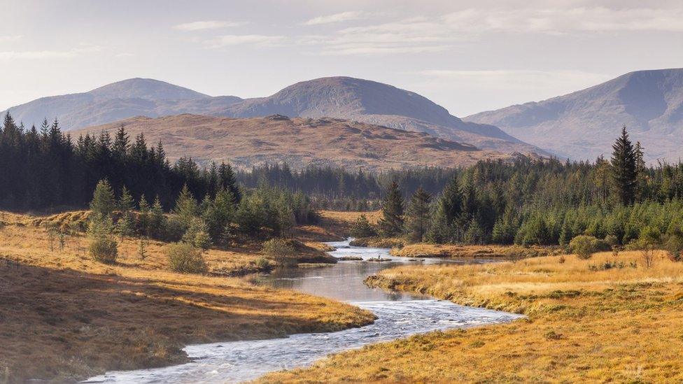 Galloway Forest