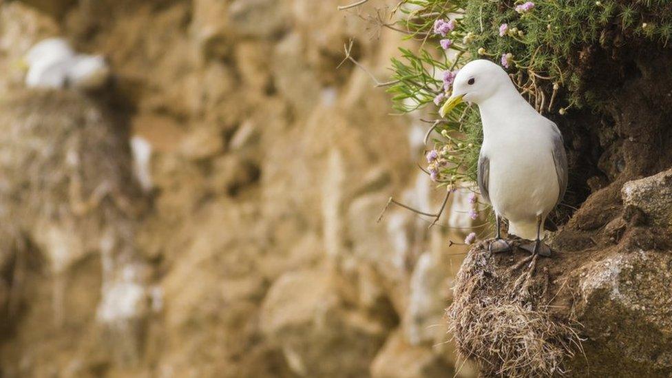 Black-legged kittiwake