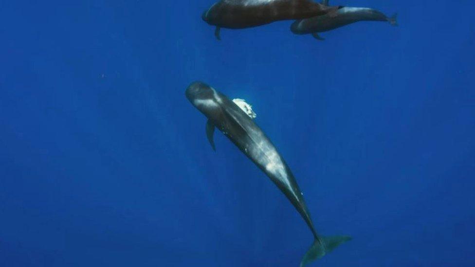 Whale holds onto her baby calf