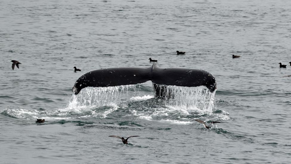 Humpback whale