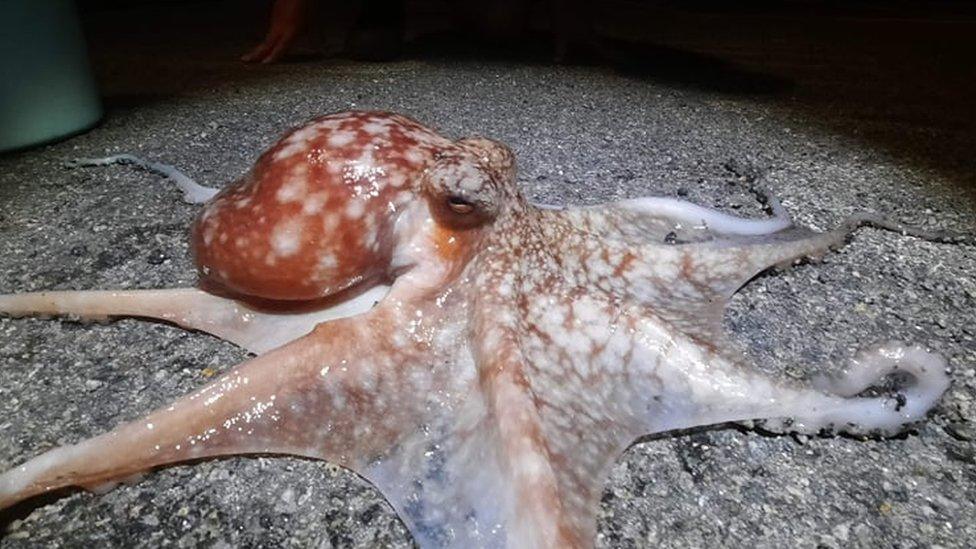 Octopus