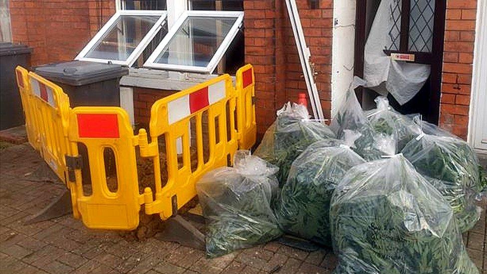 Cannabis plants in bags