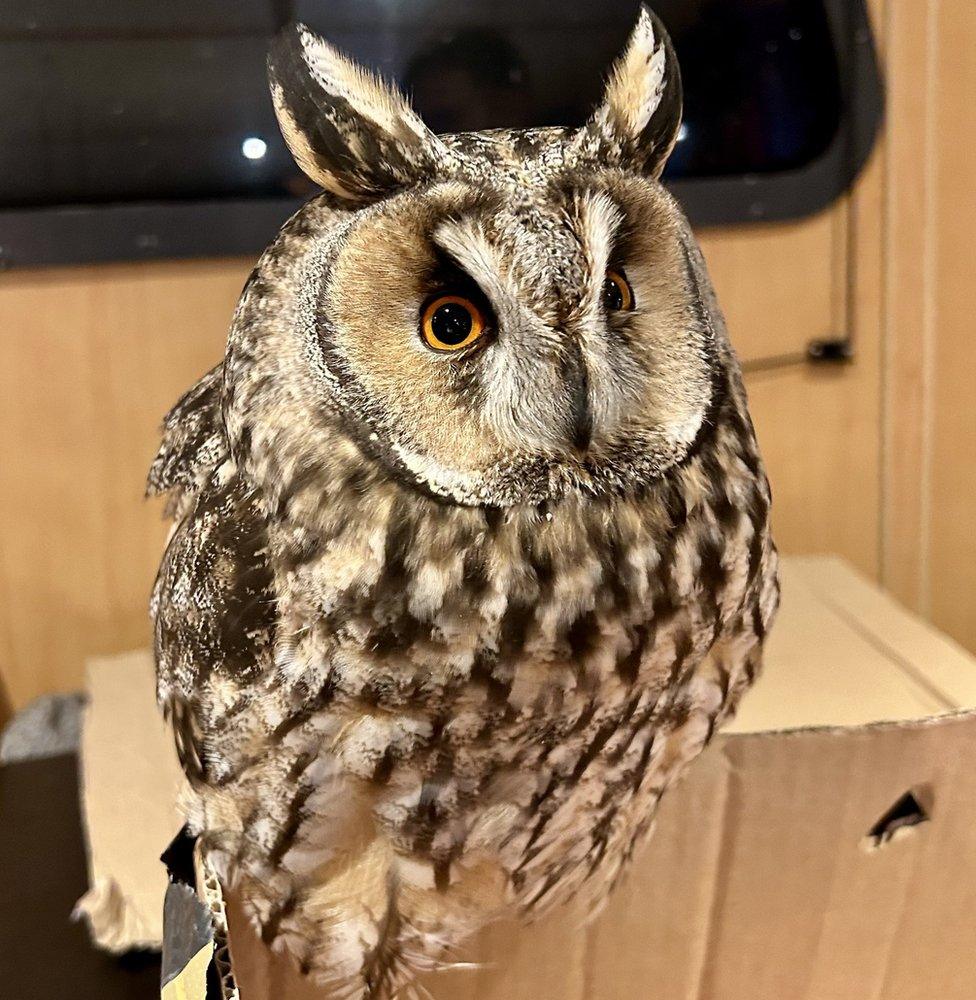 long-eared owl