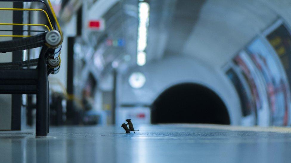 Undated handout photo issued by the Natural History Museum of "Station squabble" by Sam Rowley which shows mice inside a London Underground station