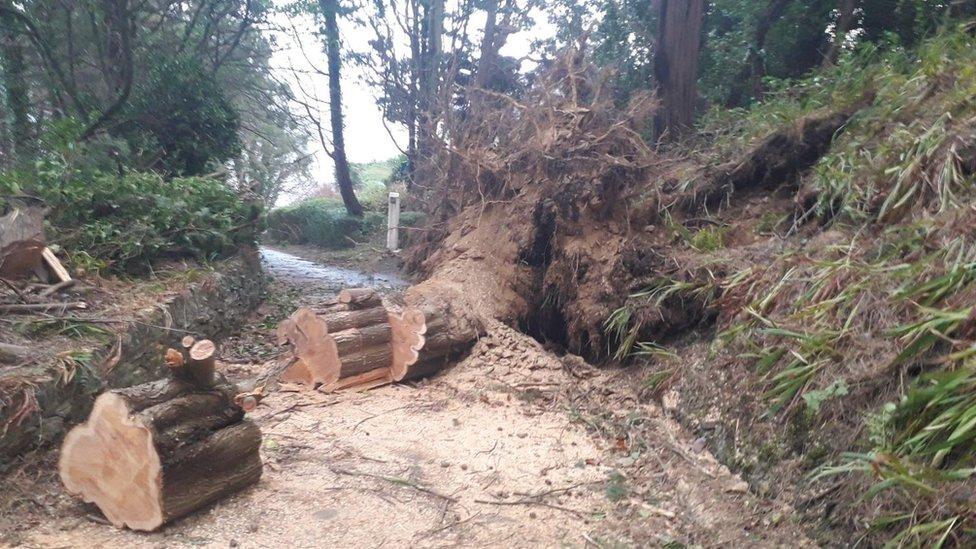 Tree blocking road in Laxey