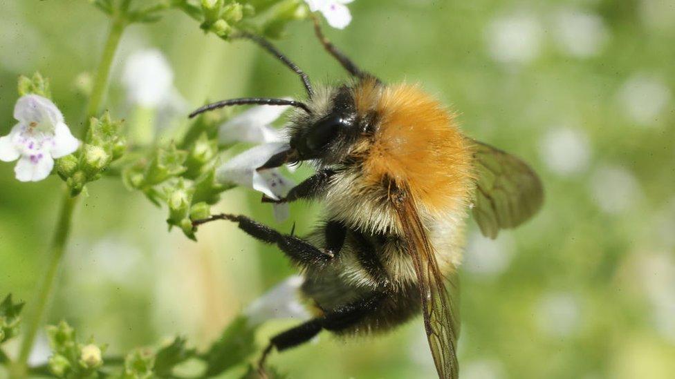 Bee pollinating