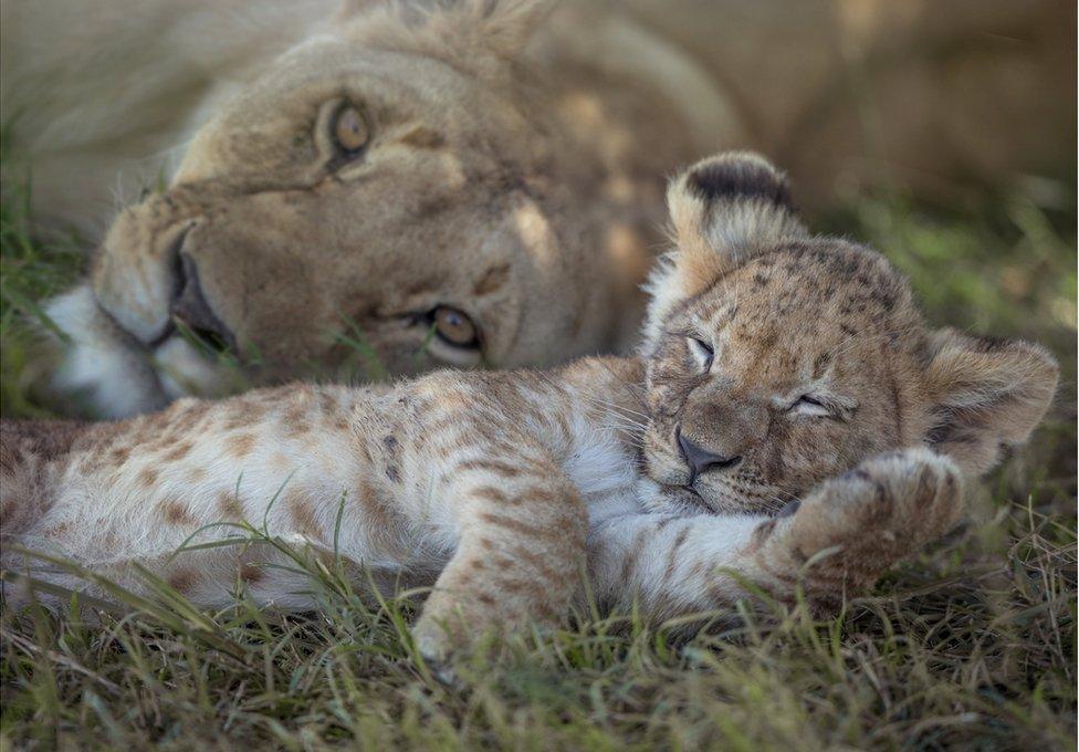 A lioness sleeps with her cub