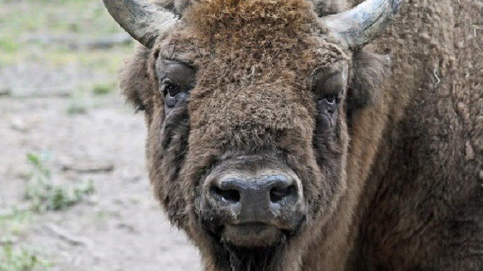 A bison