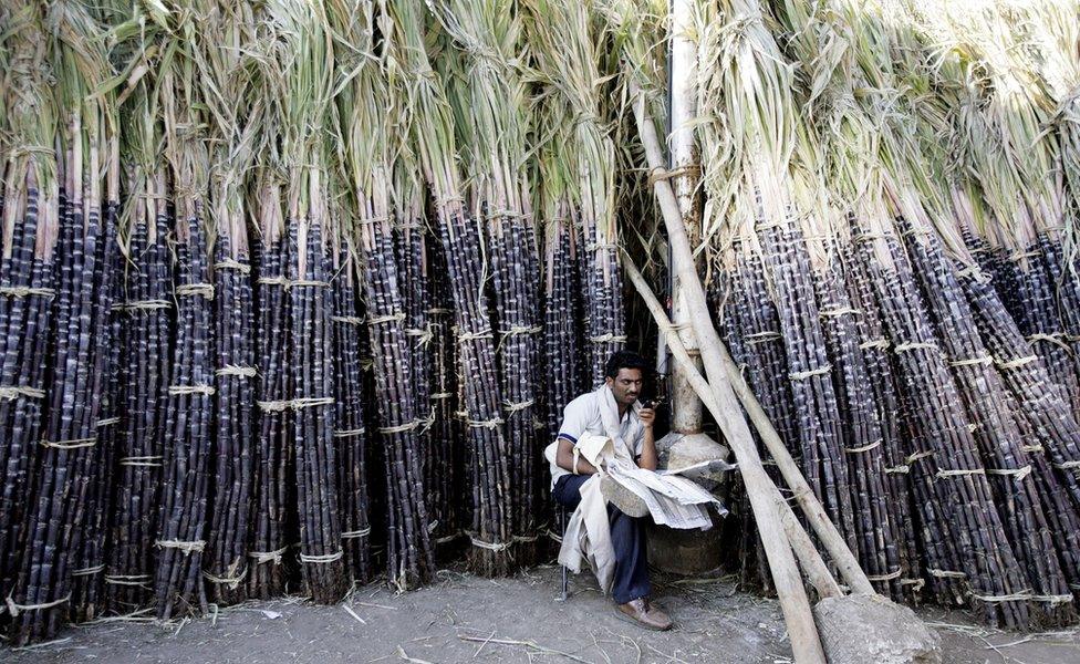 An Indian vendor sits among sugarcane kept at the main wholesale market ahead of celebrations surrounding the festival of Pongal in Bangalore,