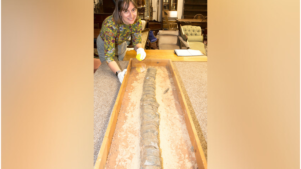 A female member of staff with the fossil