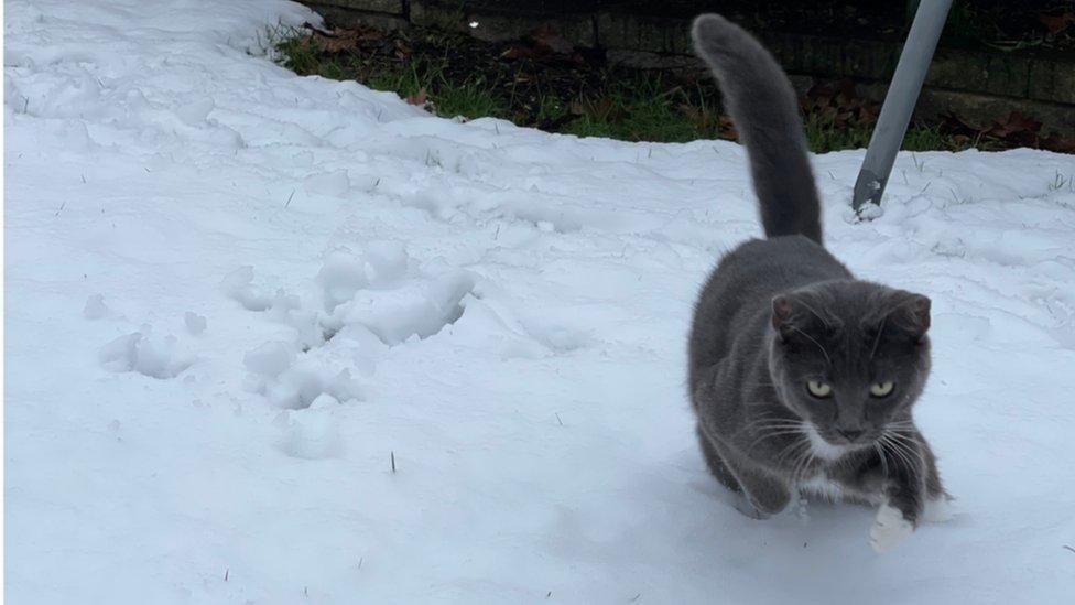 Cat in snow.