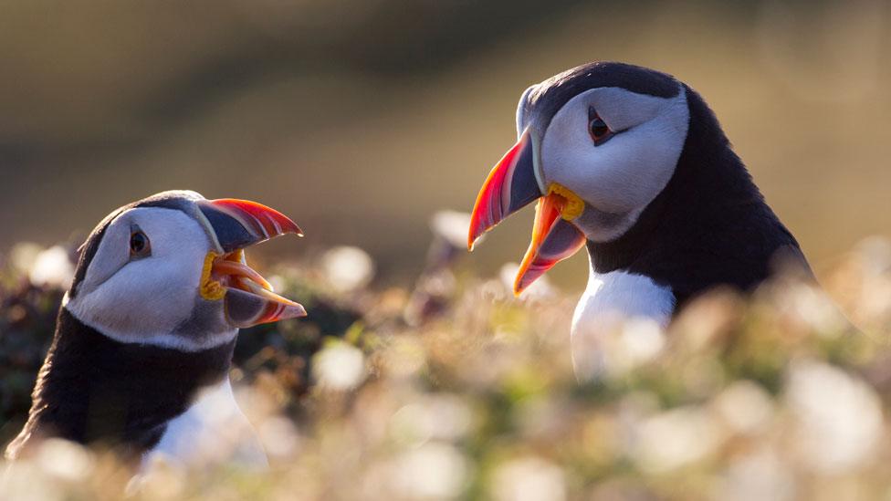 Puffins on Skomer