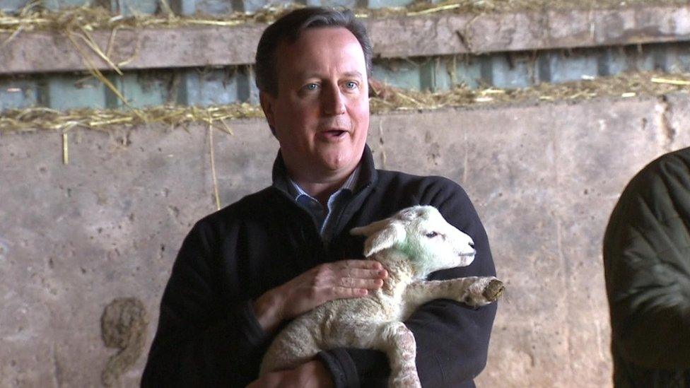 David Cameron holding a newborn lamb during a visit to a farm in Denbighshire