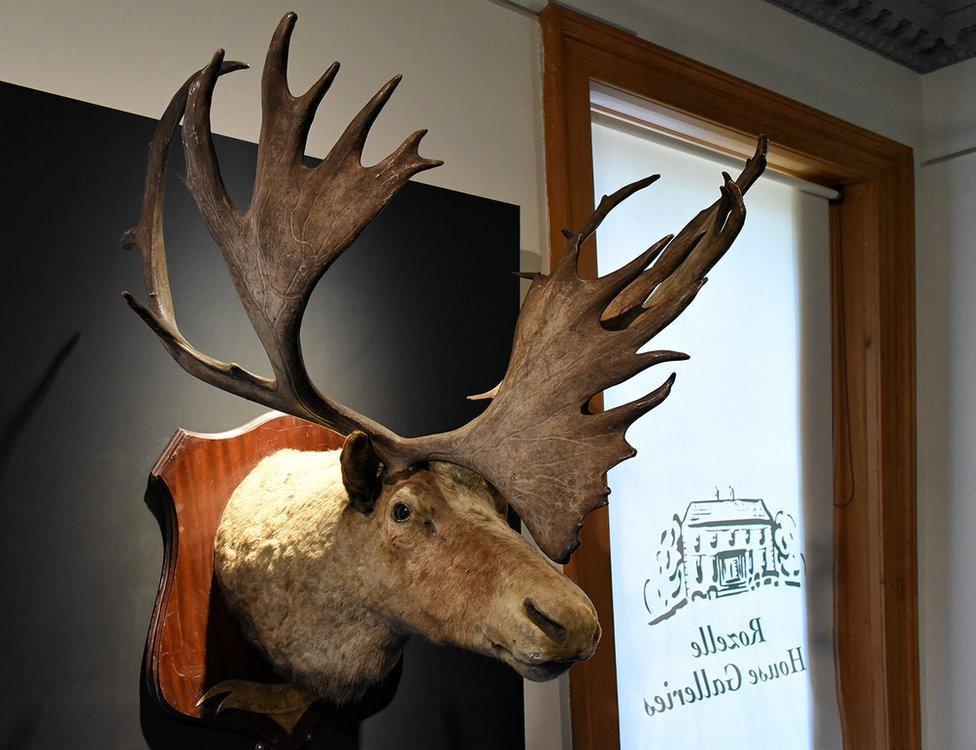 The Caribou head given by the Prime Minister of Newfoundland is part of South Ayrshire Council’s Museum collections