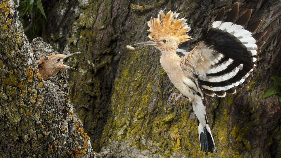 Hoopoe (c) SPL