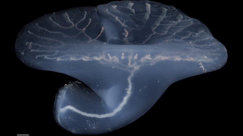 A side-on view of the Dendrogramma