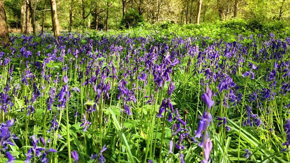 Bluebells at Harcourt Arboretum