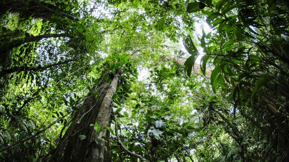 View of a forest canopy, looking up from the ground