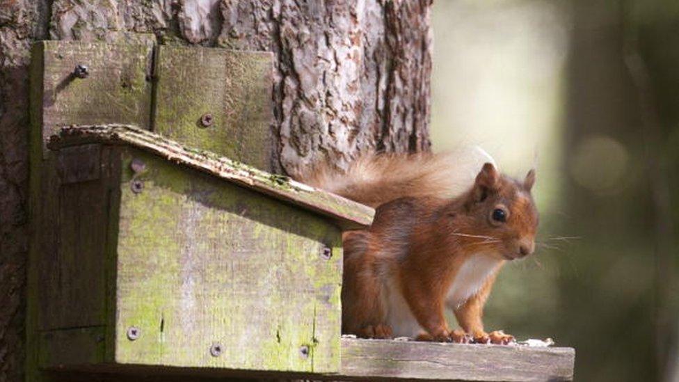 A red squirrel