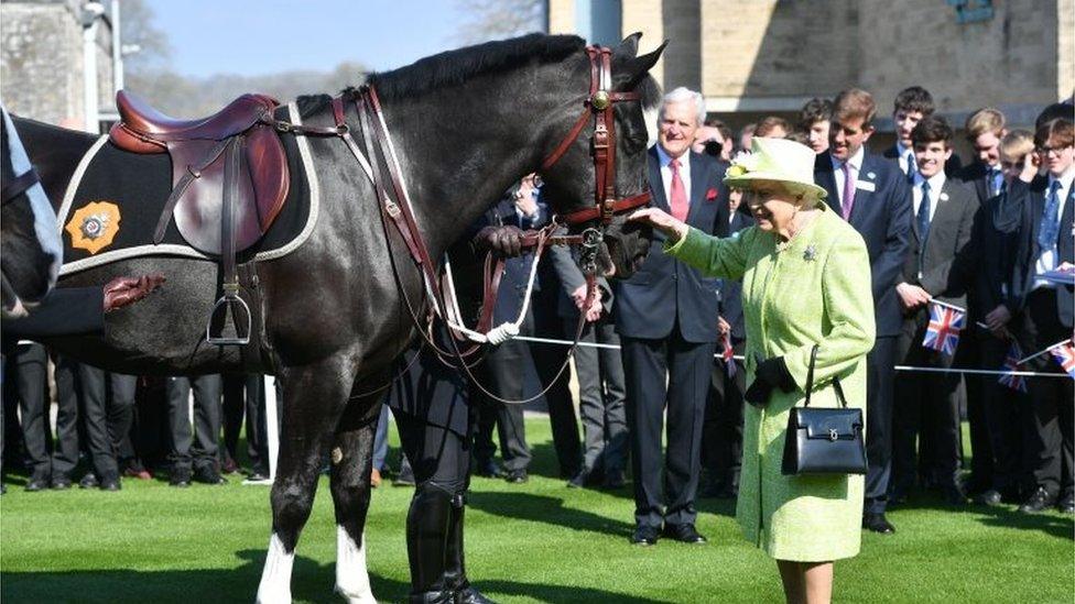 New police horse called Windsor