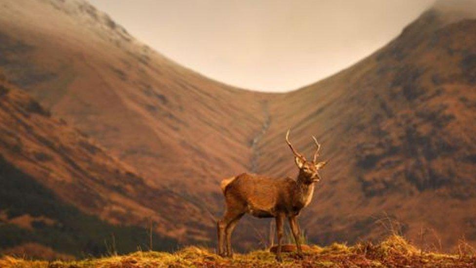 Scottish deer