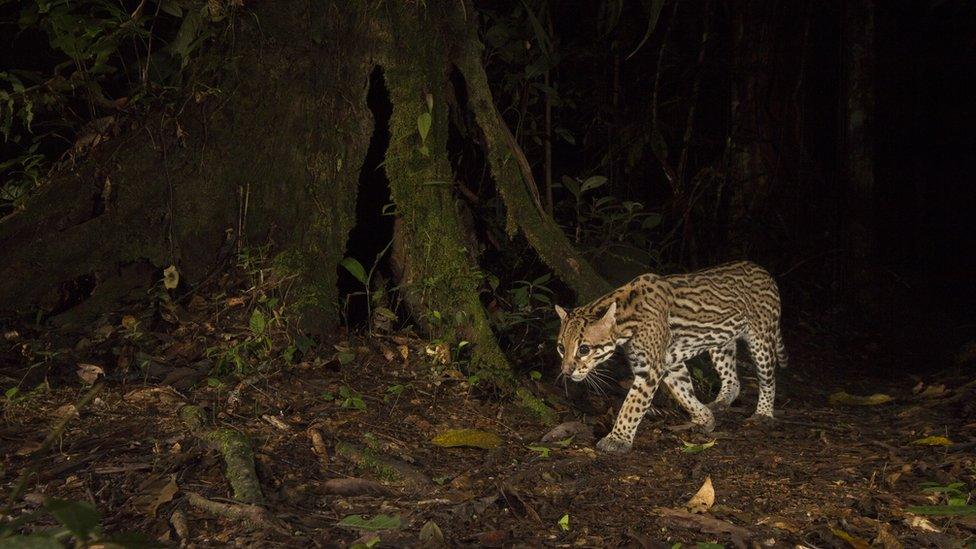 A male ocelot