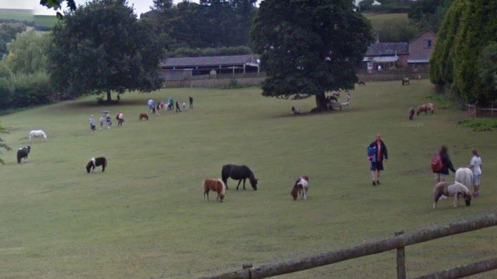 Miniature Pony Centre