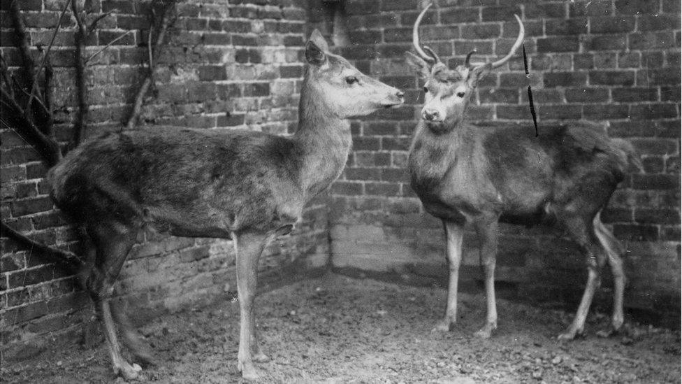 Two animals in a zoo