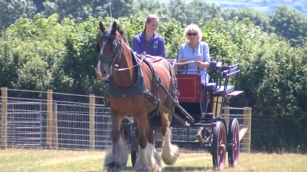 Camilla, the Queen Consort, and Ed (now Major Apollo) during a visit to Dyfed Shire Horse Farm in July 2018