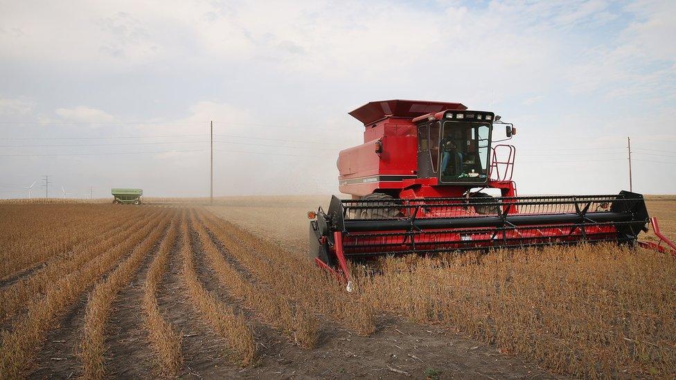 Soybeans being harvested near Worthington, Minnesota