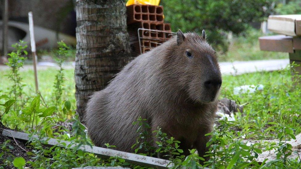 Capybara on a road near an Olympic venue