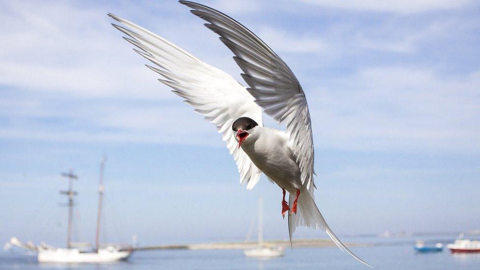 Artic Tern