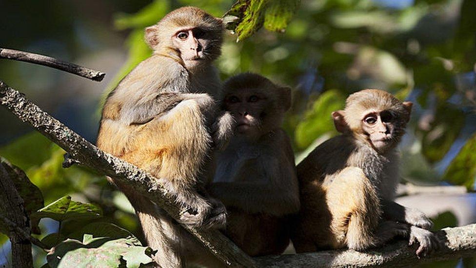 Three rhesus macaques