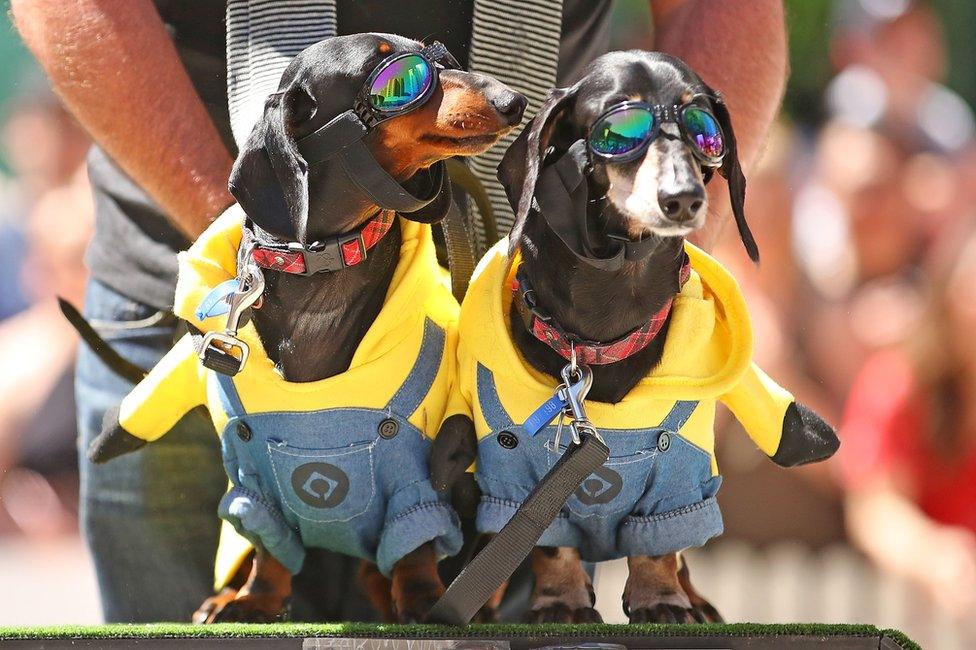 Dachshunds dressed as Minions characters